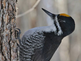 Фото Черноспинный дятел