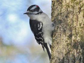 Смотреть фото Волосатый дятел Фото Волосатый дятел