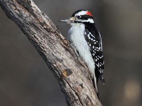 Волосатый дятел