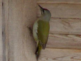 Фото Седой дятел