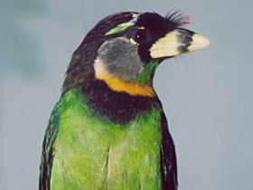 Фото Красночубый бородастик