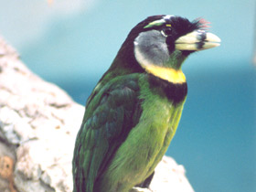 Красночубый бородастик Красночубый бородастик