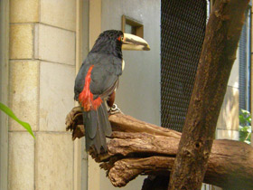 Смотреть фото Желтобрюхий арасари Фото Желтобрюхий арасари