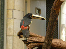 Смотреть фото Желтобрюхий арасари Фото Желтобрюхий арасари