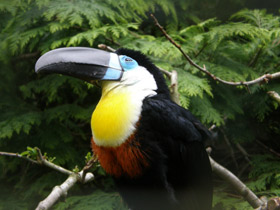 Смотреть фото Черноклювый тукан Фото Черноклювый тукан