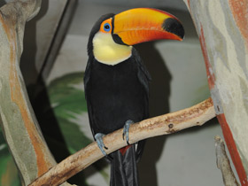 Фото Тукан токо