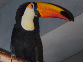 Фото Тукан токо