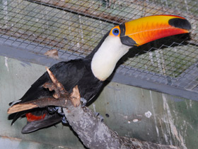 Фото Тукан токо