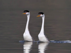 Смотреть фото Поганка Кларка Фото Поганка Кларка