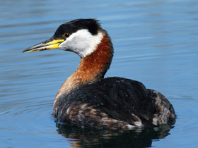 Фото Серощёкая поганка
