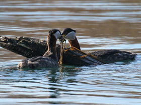 Фото Серощёкая поганка