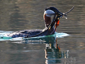 Фото Серощёкая поганка