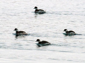 Фото Черношейная поганка