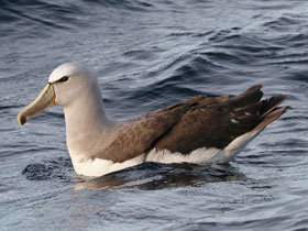 Фото Альбатрос Сальвина