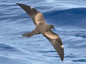 Фото Качурка Матсудайра