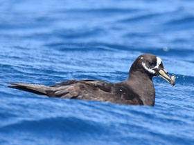 Фото Очковый буревестник