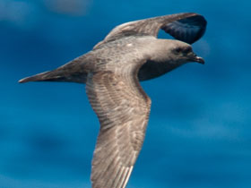 Фото Тринидадский тайфунник