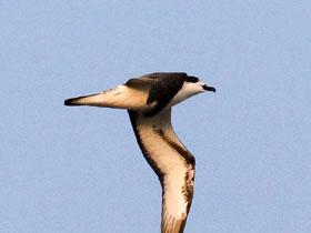 Фото Тайфунник Баро