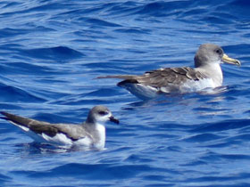 Фото Pterodroma deserta