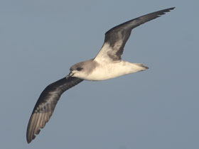 Фото Мадейрский тайфунник