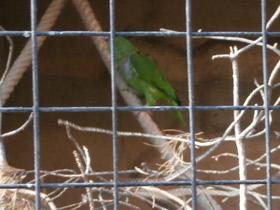 Фото Белолобый амазон