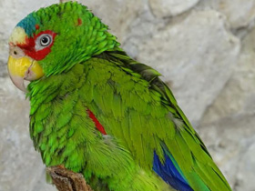 Белолобый амазон Белолобый амазон