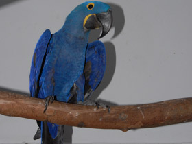 Смотреть фото Гиацинтовый ара Фото Гиацинтовый ара