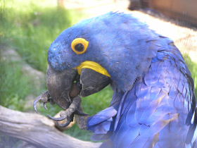 Гиацинтовый ара