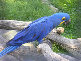 Смотреть фото Гиацинтовый ара Фото Гиацинтовый ара
