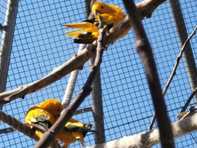 Фото Золотая аратинга