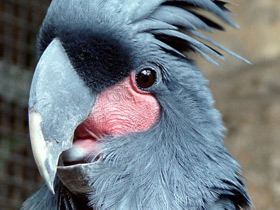 Фото Пальмовый какаду