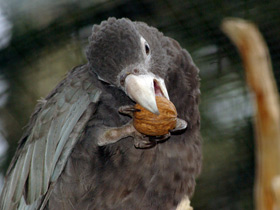 Фото Большой попугай-ваза