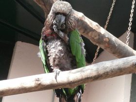 Фото Веерный попугай