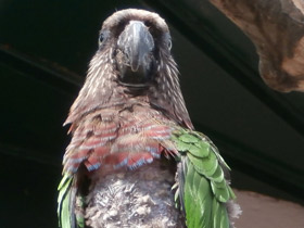 Фото Веерный попугай