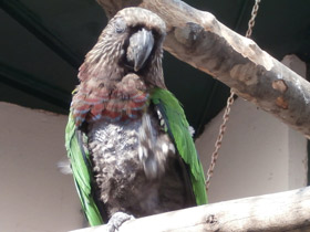 Фото Веерный попугай