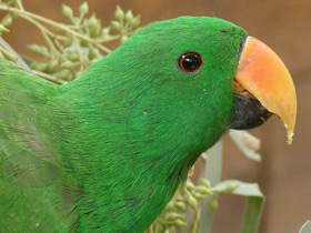 Фото Благородный зелёно-красный попугай