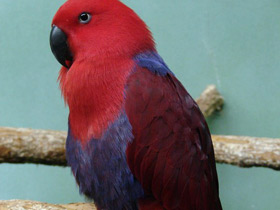 Благородный зелёно-красный попугай Благородный зелёно-красный попугай