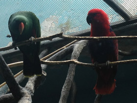 Фото Благородный зелёно-красный попугай