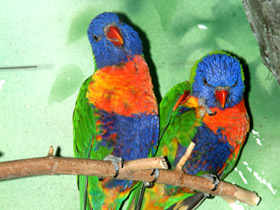 Фото Многоцветный лорикет