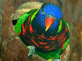 Фото Многоцветный лорикет