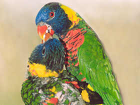 Многоцветный лорикет Многоцветный лорикет