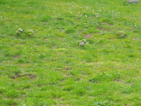 Фото Калита