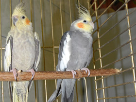 Фото Корелла