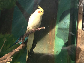 Фото Корелла