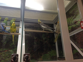 Фото Корелла