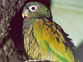 Фото Пионус максимилиана