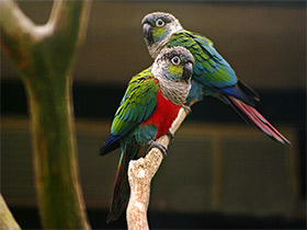 Фото Жемчужный краснохвостый попугай