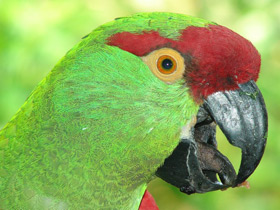 Фото Аровидный попугай