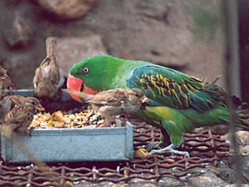 Фото Черноплечий большеклювый попугай