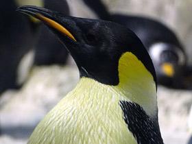 Смотреть фото Императорский пингвин Фото Императорский пингвин